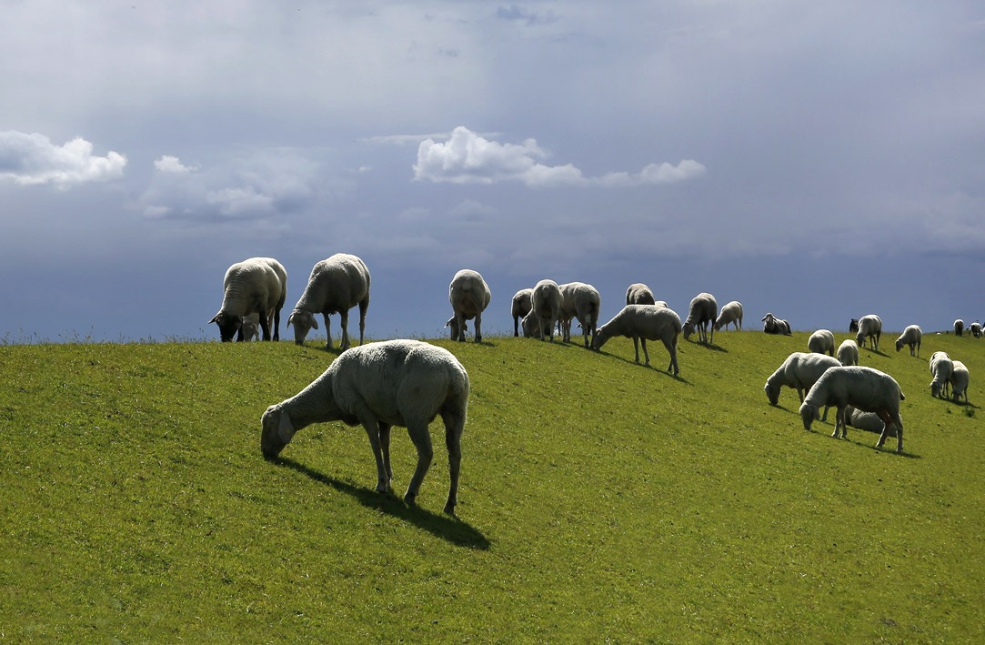 Schafe . Greetsiel